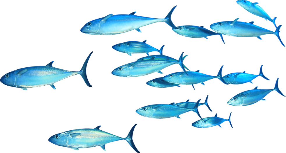 des poissons